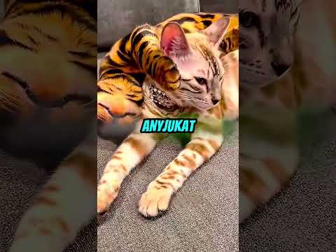Nem macskát vitt haza #cat