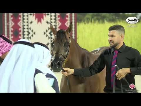 N 65 FATINA AL RAHBA   Ajman Arabian Horse Show 2023   Fillies 3 Years Old Class 3