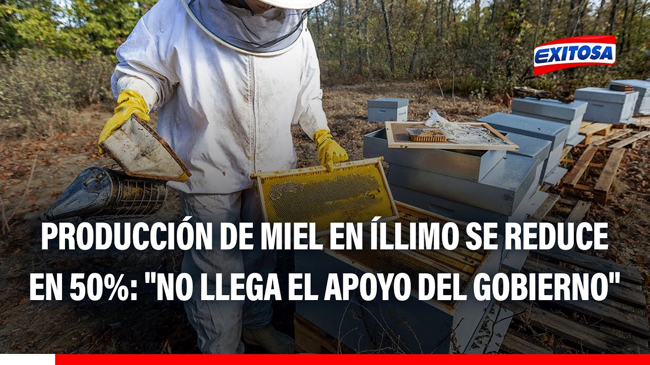 🔴🔵 Producción de miel en Íllimo se reduce en 50%: "No llega el apoyo del Gobierno"