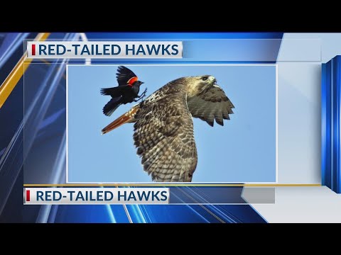 Red Tail Hawks