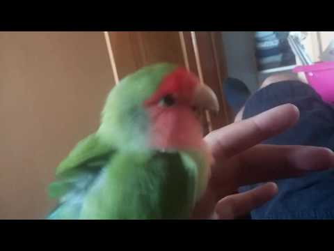 Lovebird behavior ?