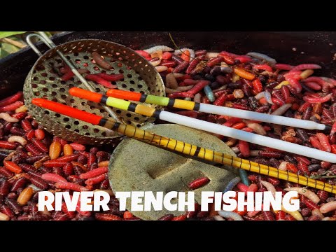 Tench fishing UK : An evening on the river