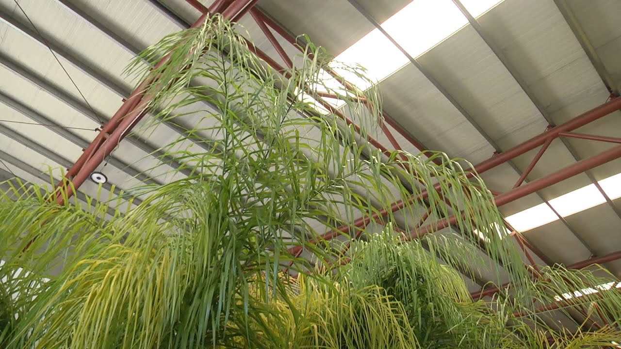 Parques y Jardines plantara especies arbóreas contra la contaminación acústica