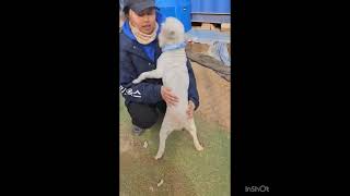 Video preview image #1 Poodle (Toy) Puppy For Sale in Seattle, WA, USA