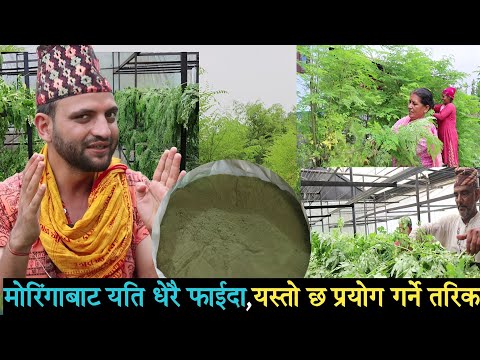 मोरिंगाको यति धेरै फाईदा, डा. निकोलस भुसाल यस्तो भन्छनmoringa powder benefits