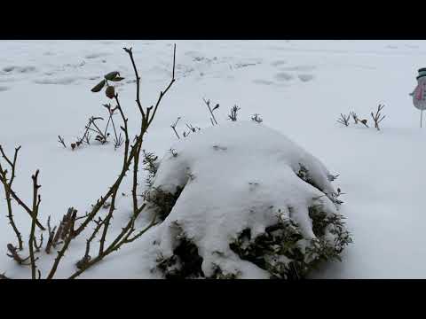 DFW Feb 17 2021 Winter Storm Update