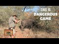 GREATEST CAPE BUFFALO CHARGES EVER RECORDED !!!!JOHAN HERMANN SAFARIS!!! LION HUNT/ELEPHANT HUNT