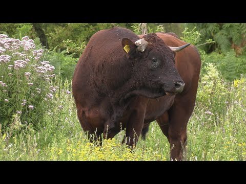 Schouwen-Duiveland, Zeeland - Part 18 - Hiking tour among horses, cattle and bison