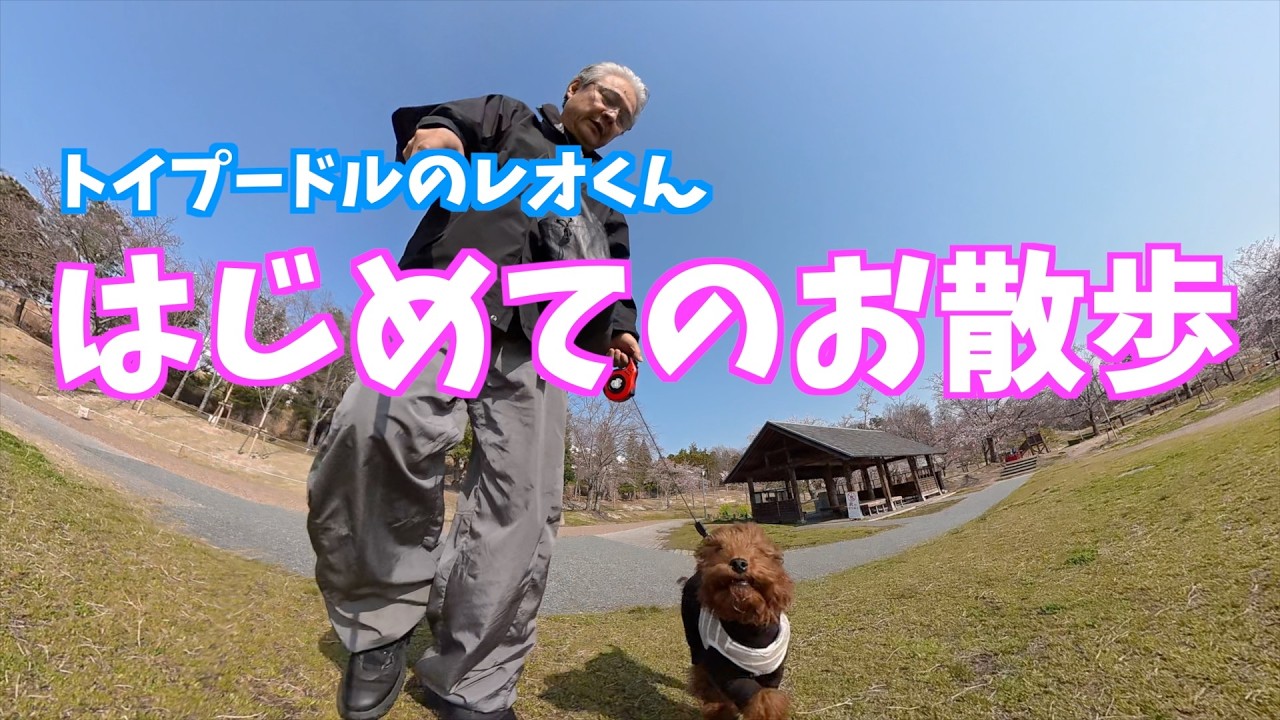 レオくんのお散歩デビュー