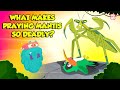 Praying Mantis Deadliest Insect Ever Kung Fu Mantis Insects That Camouflage Dr Binocs Show