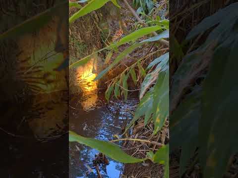 Chácara de 10 mil metros com Água nos fundos. #oportunidade #agua #chácara #sitio #agro