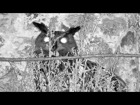 12./13.09.2024: Der Lauscher in der Nacht