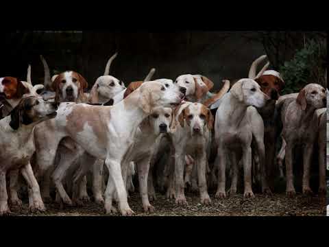Pack of Dogs Barking - Sound Effect