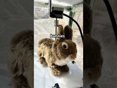 Florida Fights Pythons with Robot Bunnies 🐍🐇