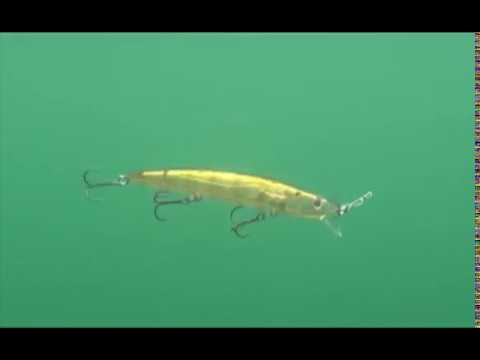 Pacific Sardine (EG-031F#692-713-RP)