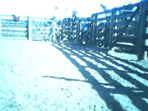 Boi puruna quirinopolis