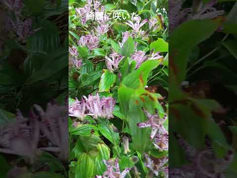 ウツギ アカバナ アジアの低木 豊富な白い花が咲く