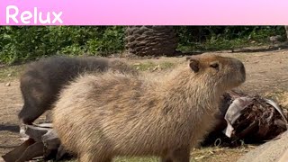 のんびりカピバラとアメリカバク　癒しの楽園