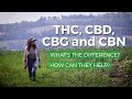 Marijuana THC Vs CBD CBG CBN What S The Difference What Are Health Benefits Of Each