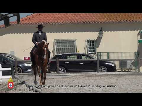 210717 9 Mirtilo - Aprovação de Garanhões