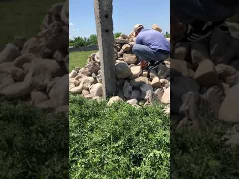 Чеченцы спасли щенка