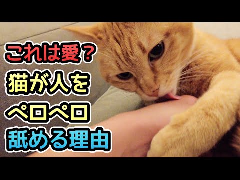 猫が私の髪をなめるのはなぜですか?