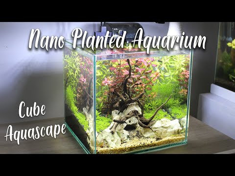 Nano Planted Aquarium -  CUBE Aquascape