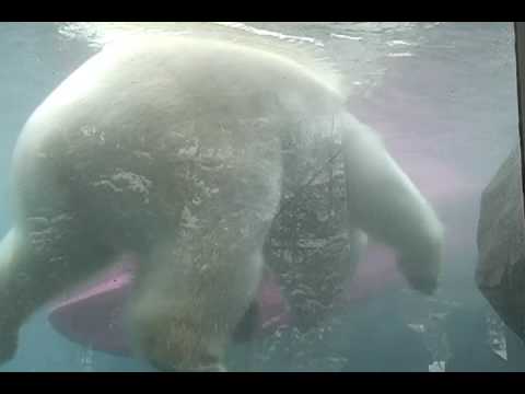 After 20 years at Alaska Zoo, polar bear Ahpun has died