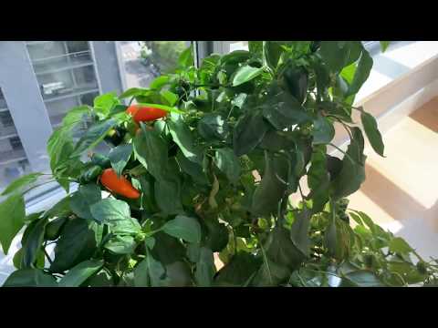 Indoor Hydroponic Sweet Peppers