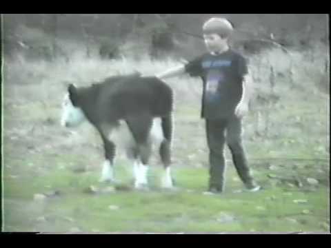 Boys calf riding