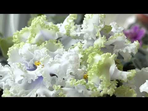 African Violet -  РМ-Лориана / RM-LORIANA