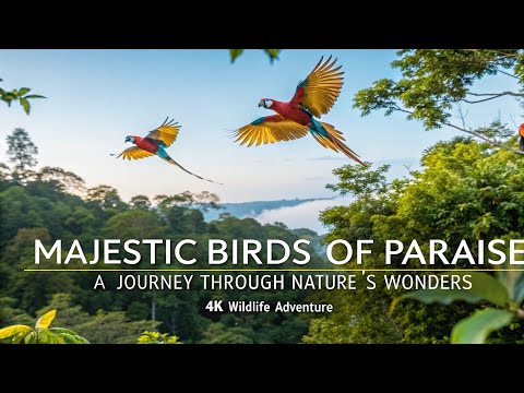 Majestic Birds of Paradise – A Journey Through Nature’s Wonders | 4K Wildlife Adventure