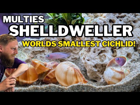 Lamprológus mnohopruhý (Neolamprologus multifasciatus) — video o chove a starostlivosti