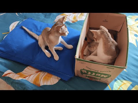 Two Cute Cats Fun time | Meow Tusu
