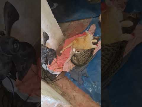 29 de janeiro de 2026