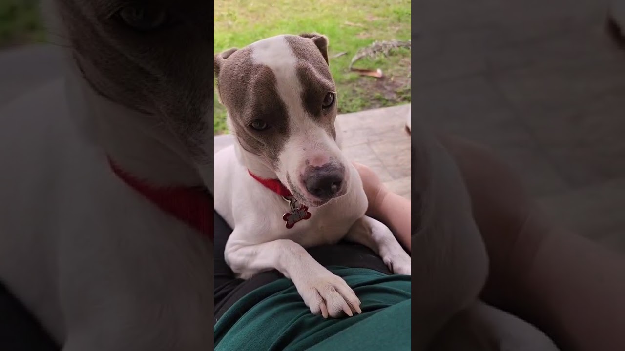Enlarge Yogi, a Adoptable mixed breed in Miami, FL video 6/6