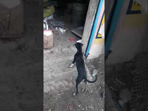 Fight between Cat and Dog