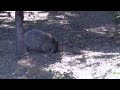 Common Wombat Maria Island National Park Tasmania Australia