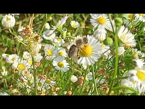 , title : 'PČELE, BILJKE I ZDRAVLJE - Ljekovito bilje u 8 i 9 mjesecu koje obilaze pčele'