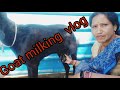 Goat Milking Vlog