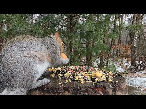 Snowy Stump - Little Red & More
