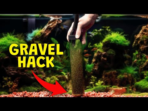 How to Clean Fish Tank Gravel the PROPER Way!