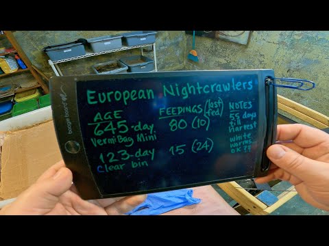 Euro system now both confirmed to be foraging - worm farm vermicomposting