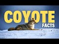 25 Surprising Facts About Coyotes That You Won't Forget