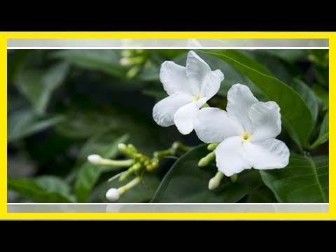 Jasmin überwintern: So übersteht die Blume die kalte Jahreszeit