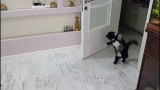 Cat playing with a toy mouse