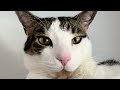 Helix The Destroyer Cat Funnycats Catlover