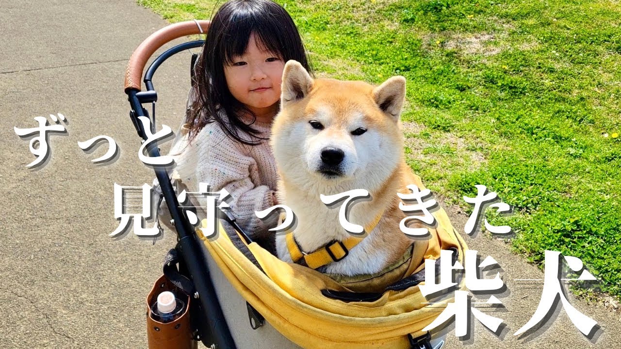 これまでも、これからもずっと娘を見守ってくれる柴犬おねーちゃんとおにーちゃん