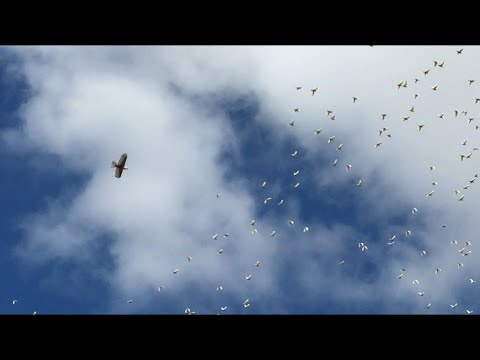 Dancing Wings Hobby DW E19 Eagle V2 1430mm vs massive Cockatoo swarm