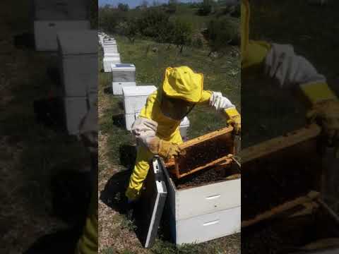 , title : 'Μικρός μελισσοκόμος επιθεωρεί τα μελίσσια.'